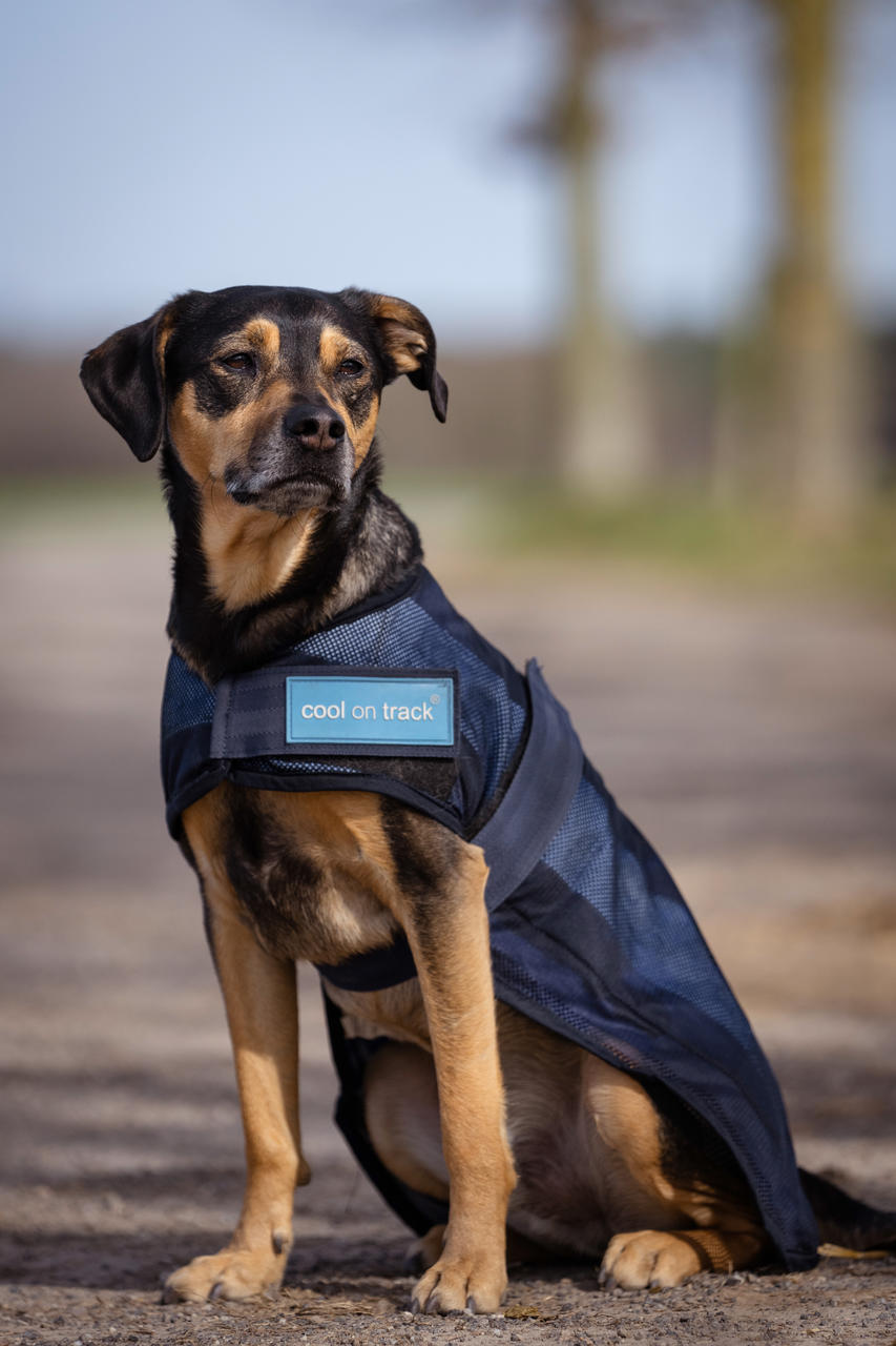 Cool on Track Cooling Hundemantel