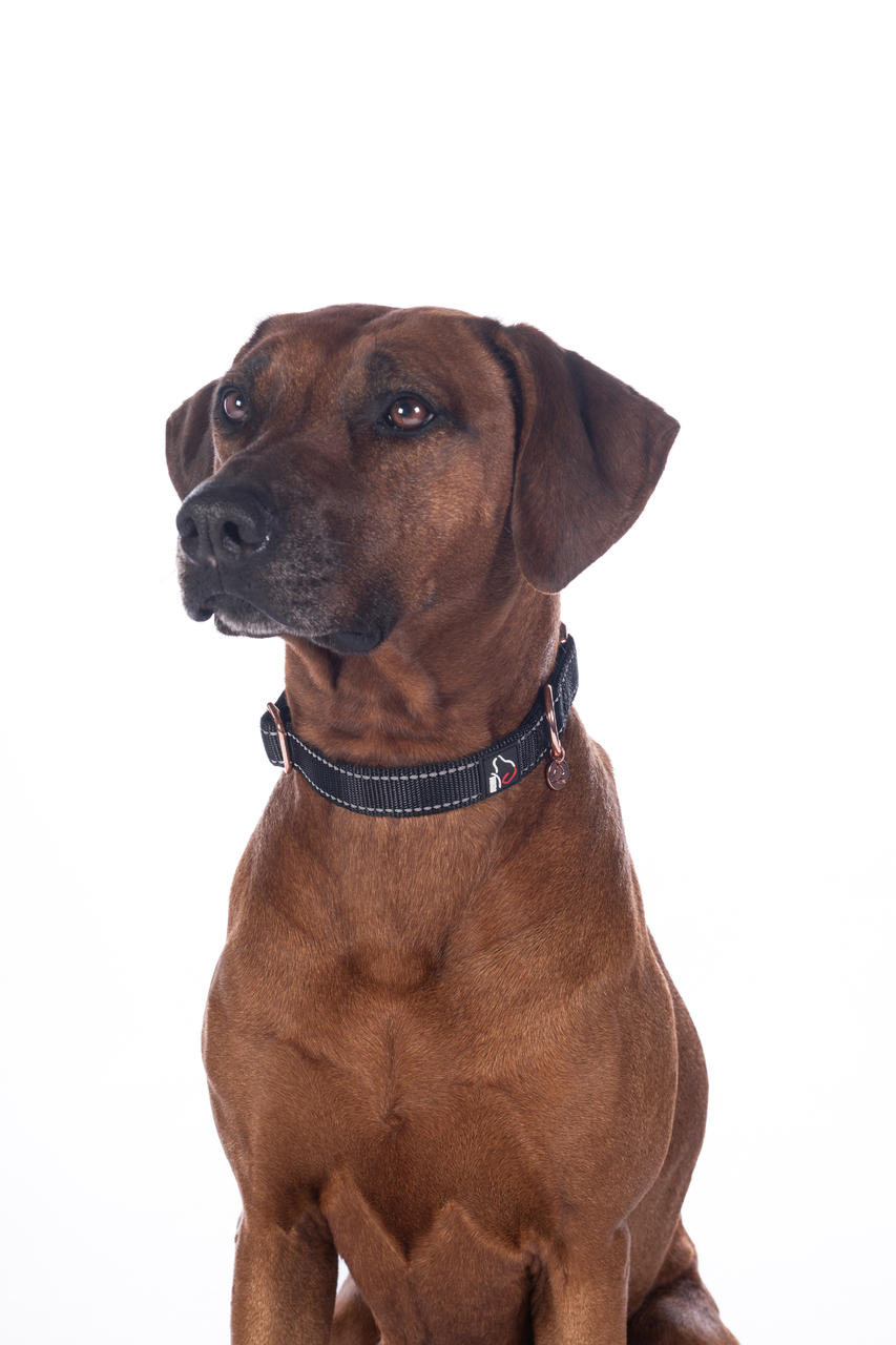 HKM Hundehalsband -Anam Cara- Nylon