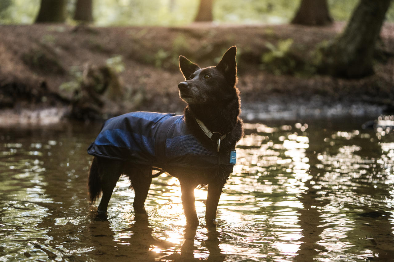 Cool on Track Cooling Hundemantel