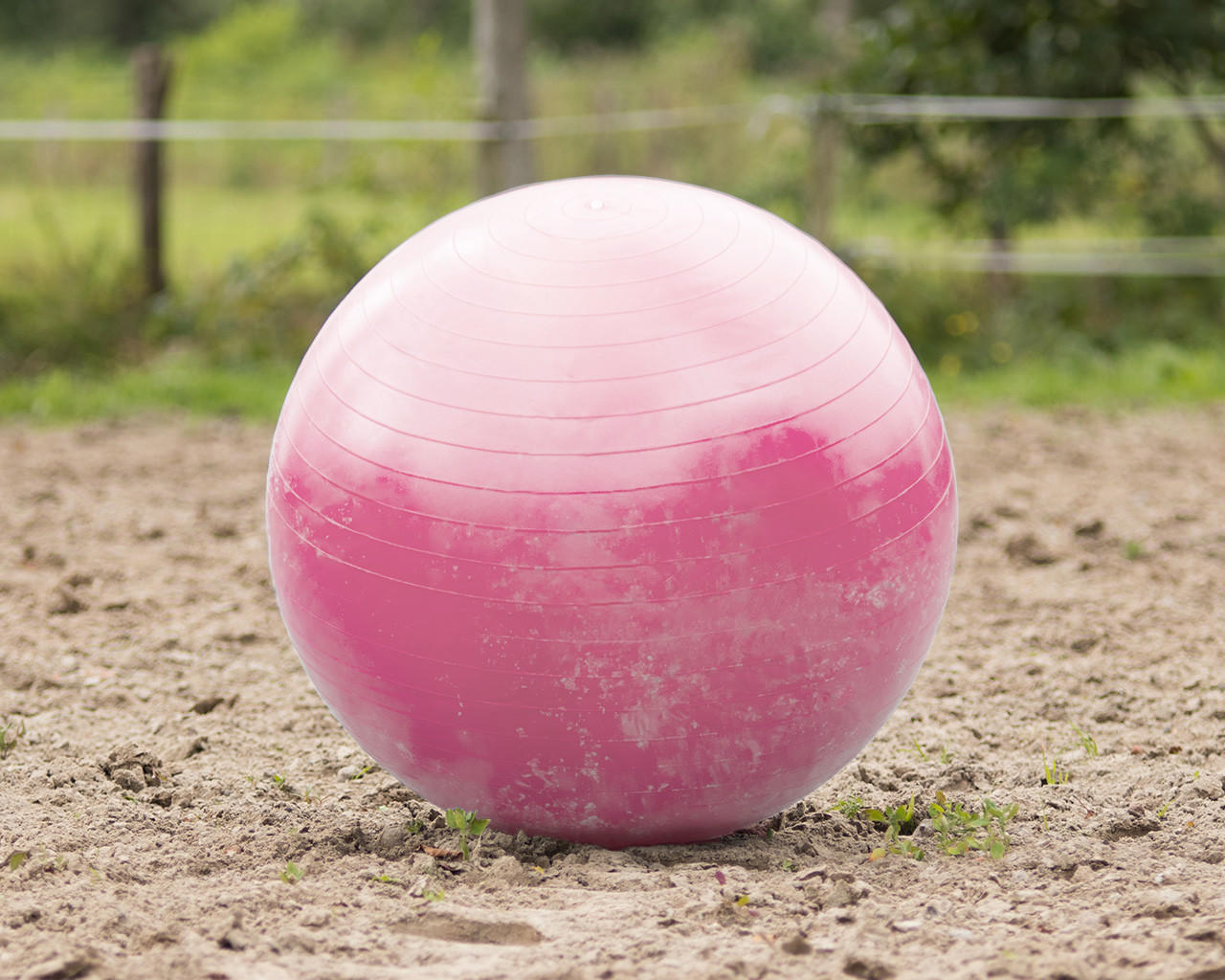 QHP Pferdefussball