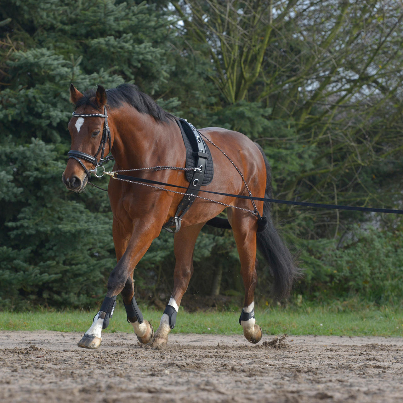 Waldhausen Longiersystem Pony/VB schwarz