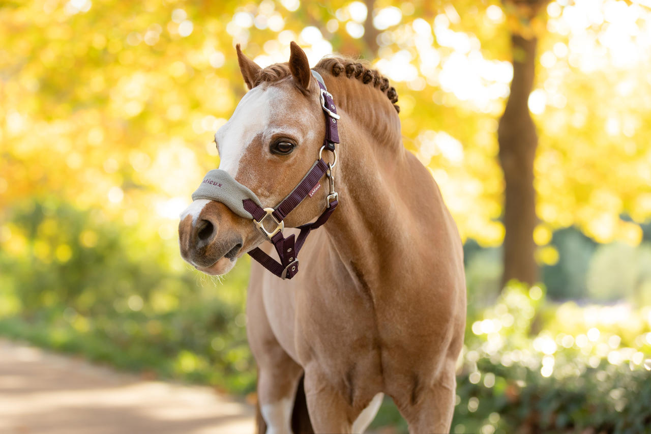 LeMieux Vogue Halfter & Strick » Größe: Pony, Farbe: damson