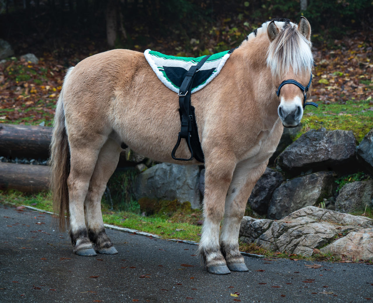 Bareback Pad Navajo