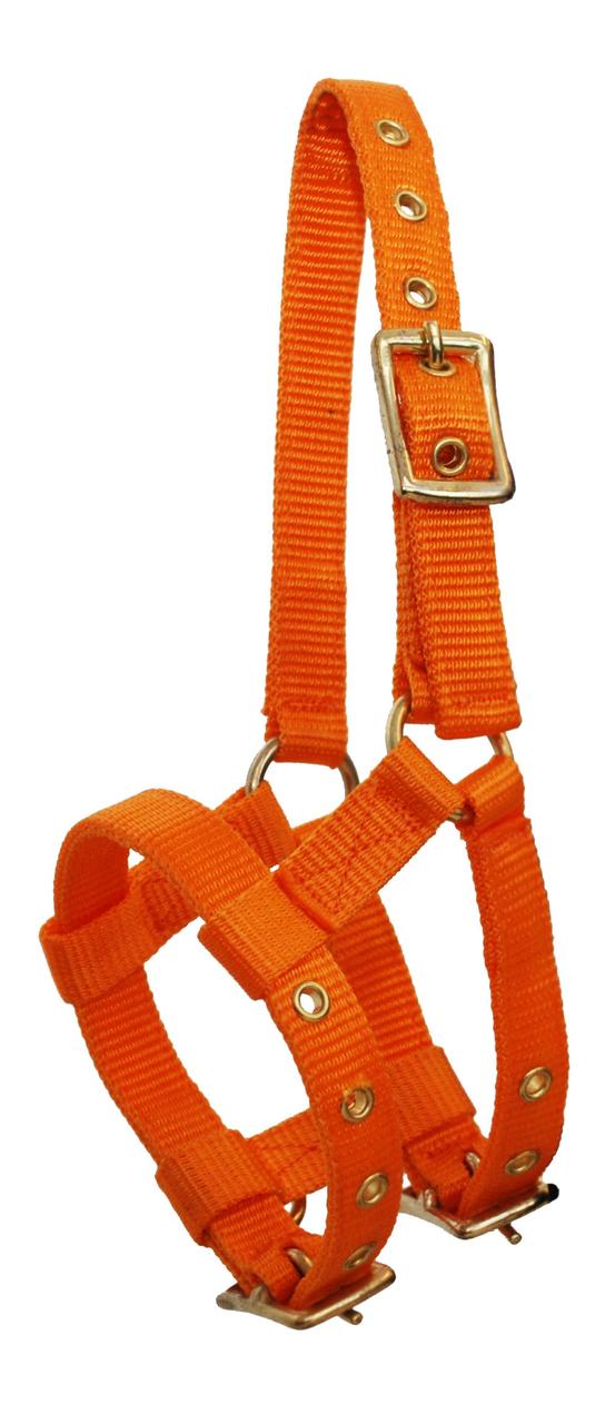 Ekkia Ponyfohlenhalfter 