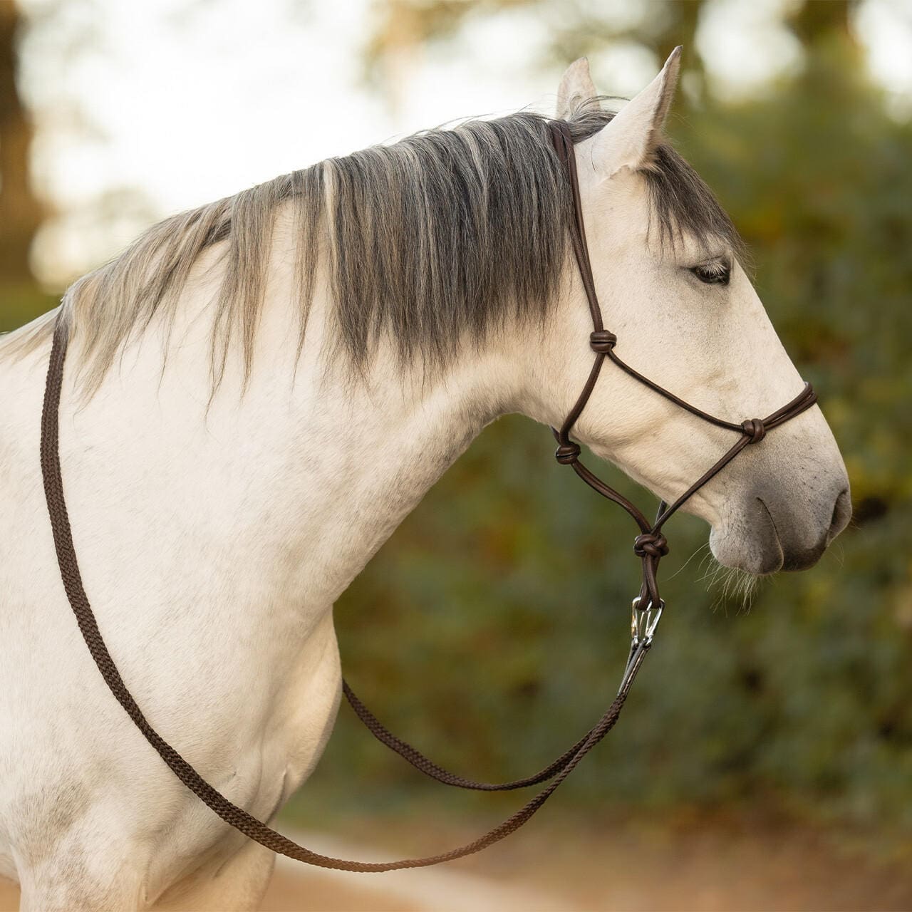 QHP Leder Knotenhalfter Liberta » Farbe: braun, Größe: Pony
