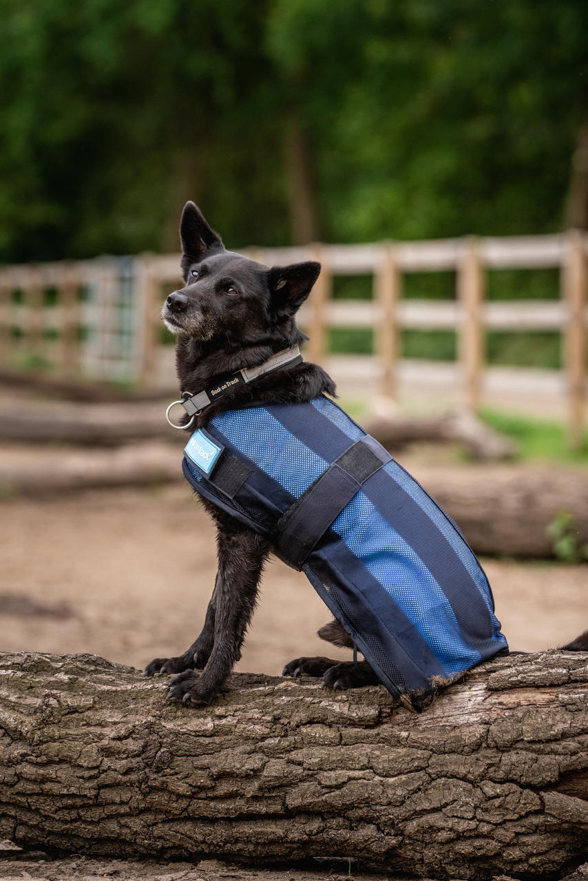 Cool on Track Cooling Hundemantel