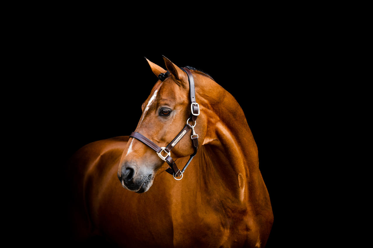 Horseware Signature Leather Headcollar