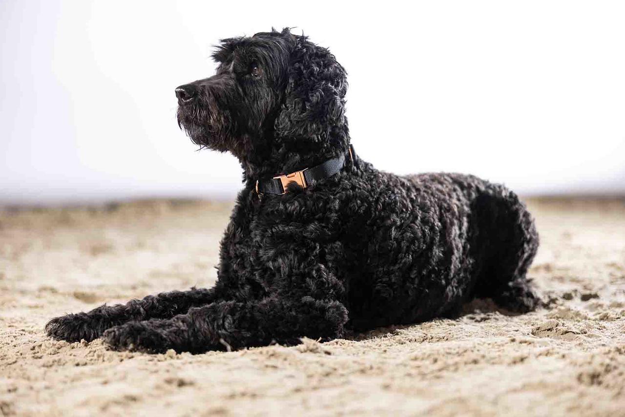 HKM Hundehalsband -Anam Cara- Nylon