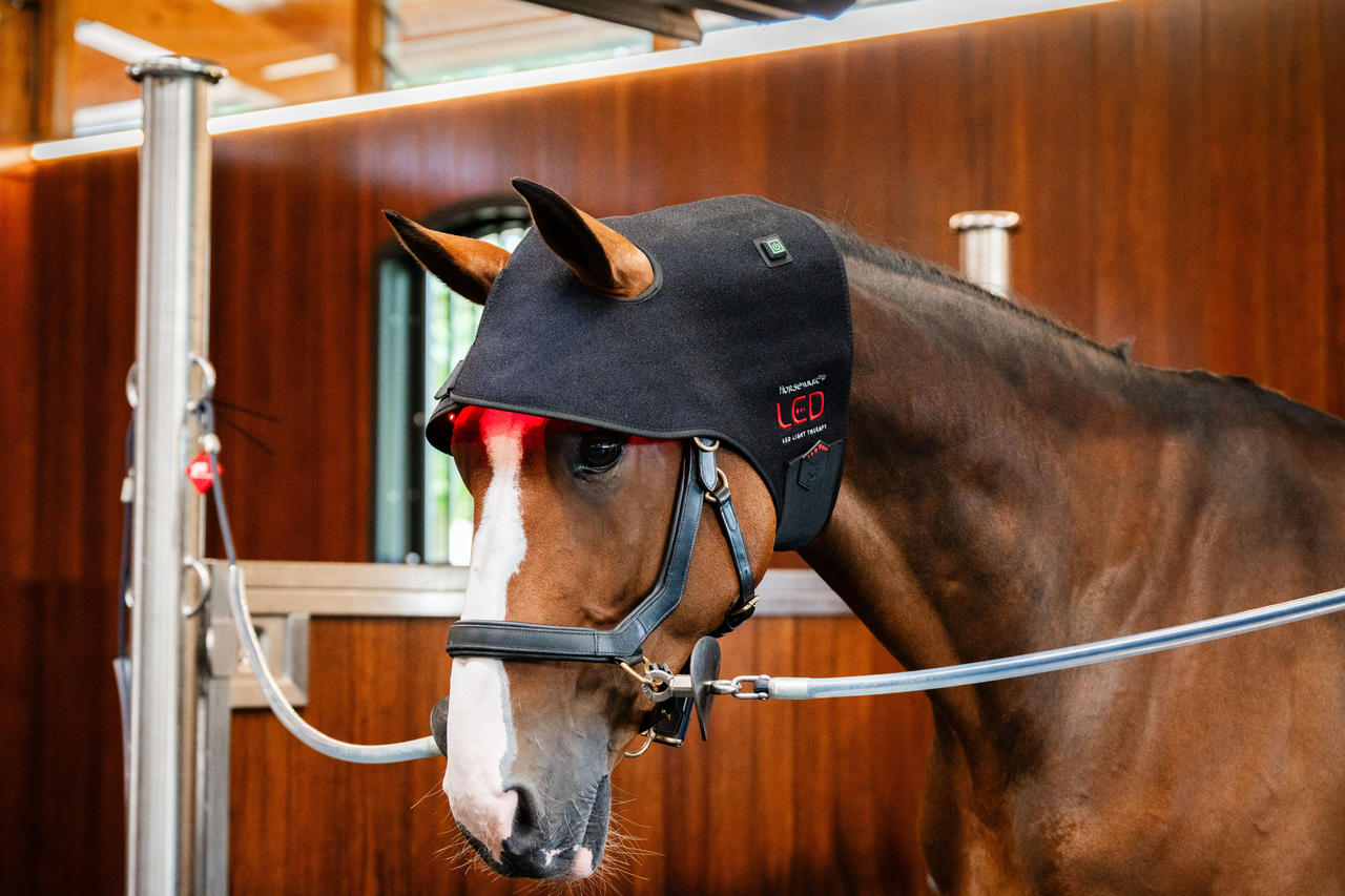 Horseware LED Red Light Therapy Poll Cap
