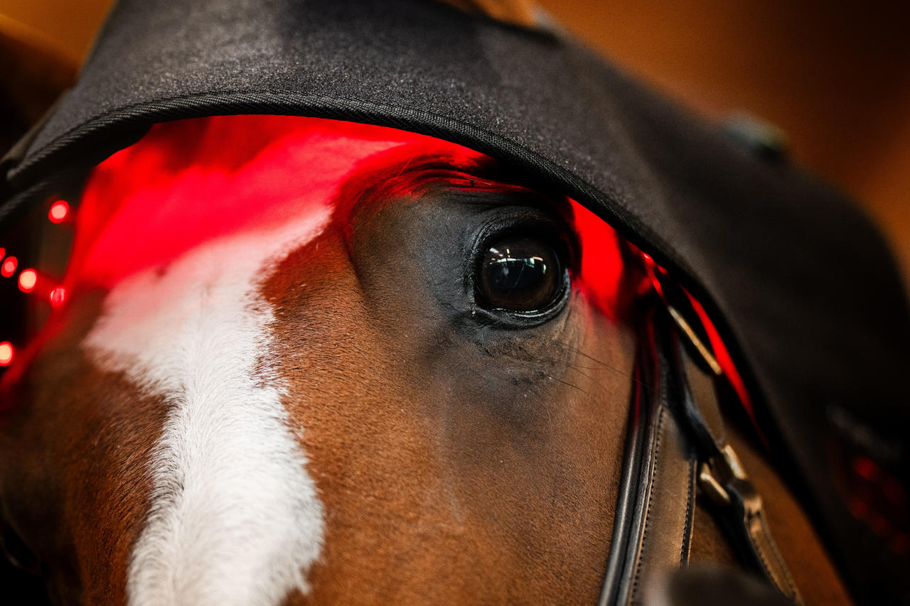 Horseware LED Red Light Therapy Poll Cap