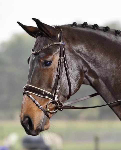Busse Trensenzaum Luxury