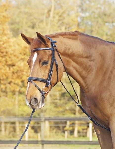 Busse Chambon aus Leder, komplett