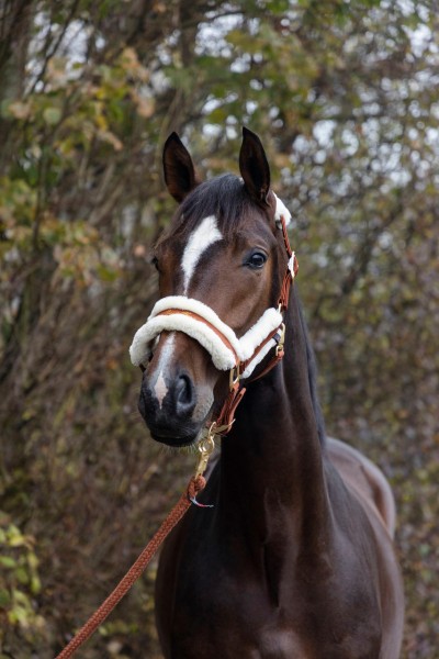Covalliero Halfter